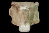 Fossil Plesiosaur Cervical Vertebra - Asfla, Morocco #166012-3